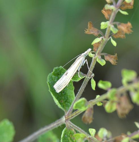 Réf. 243 051 : Agriphila inquinatella